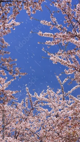 vertical video of pink cherry blossom and blue sky, petals flying in the wind