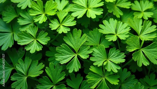Intricate parsley sprig arrangement forming a natural pattern , diet, herb, closeup