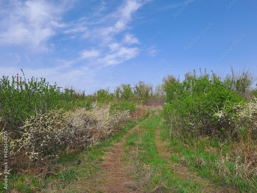 Obraz premium blooming cherry tree in spring