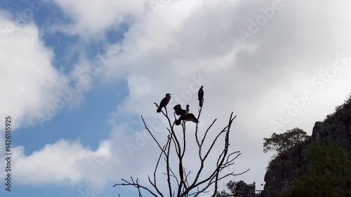 Silhouetted birds resting on bare tree against a cloudy skyscape, a group of cormorants