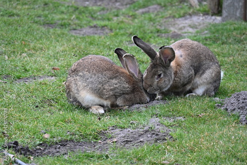Zwei Kaninchen (Deutsche Riesen)