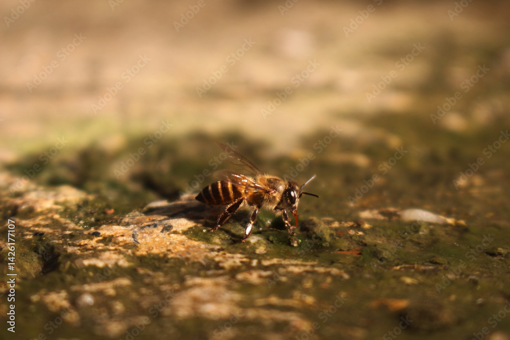 Fototapeta premium Close-up image of a bee