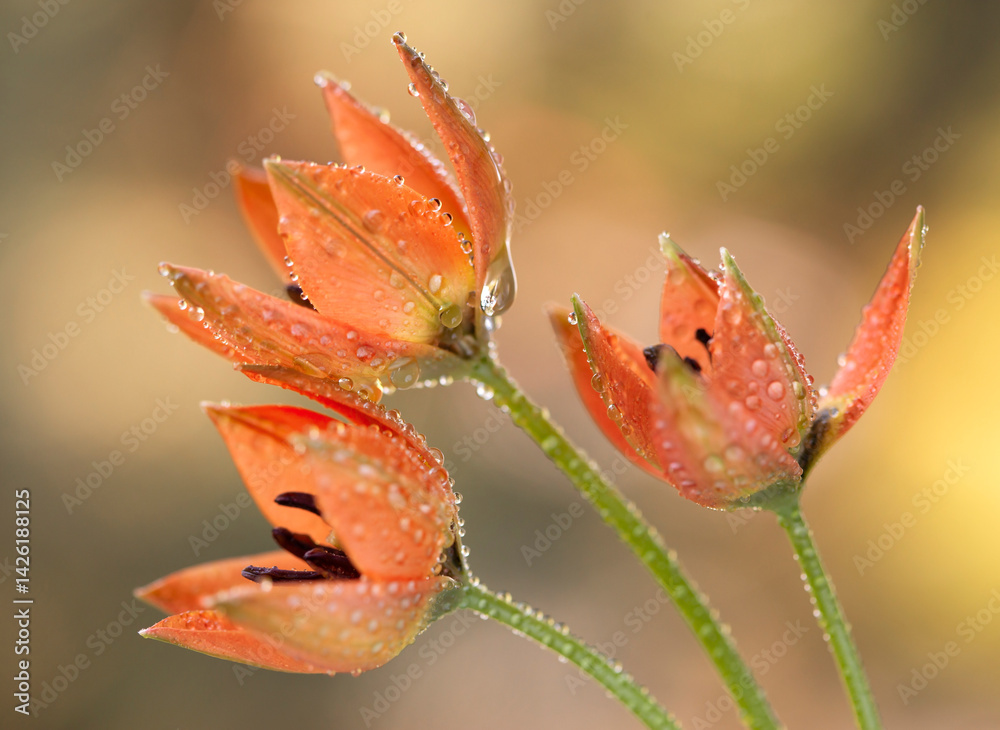 Tulipany botaniczne, zaproszenie, tapeta, dekoracja.