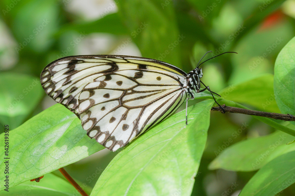 Fototapeta premium butterfly on leaf