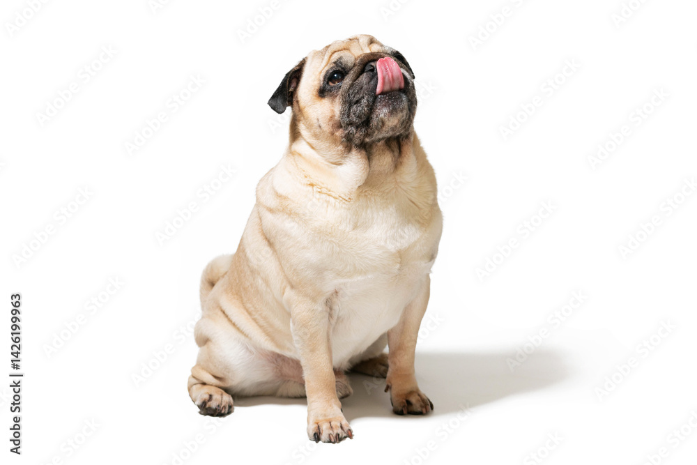 Funny pug on a white background Funny pug on a white background