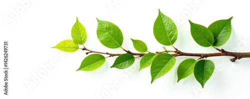 Isolated leaves on a wooden branch against white background, tree parts, leaves, organic shapes
