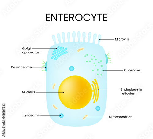 Schematic Diagram of Enterocyte Structure