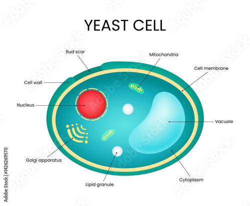 Diagram of Yeast Cell Structure