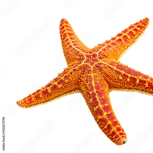 starfish Fish in transparent background.Stunning Orange Starfish on Transparent background Ocean Sea Life Marine Animal