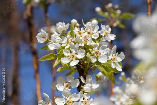 Delicate Pear Tree Blossoms in Spring Garden