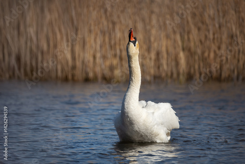 Mute swan with raised head singing or calling on water