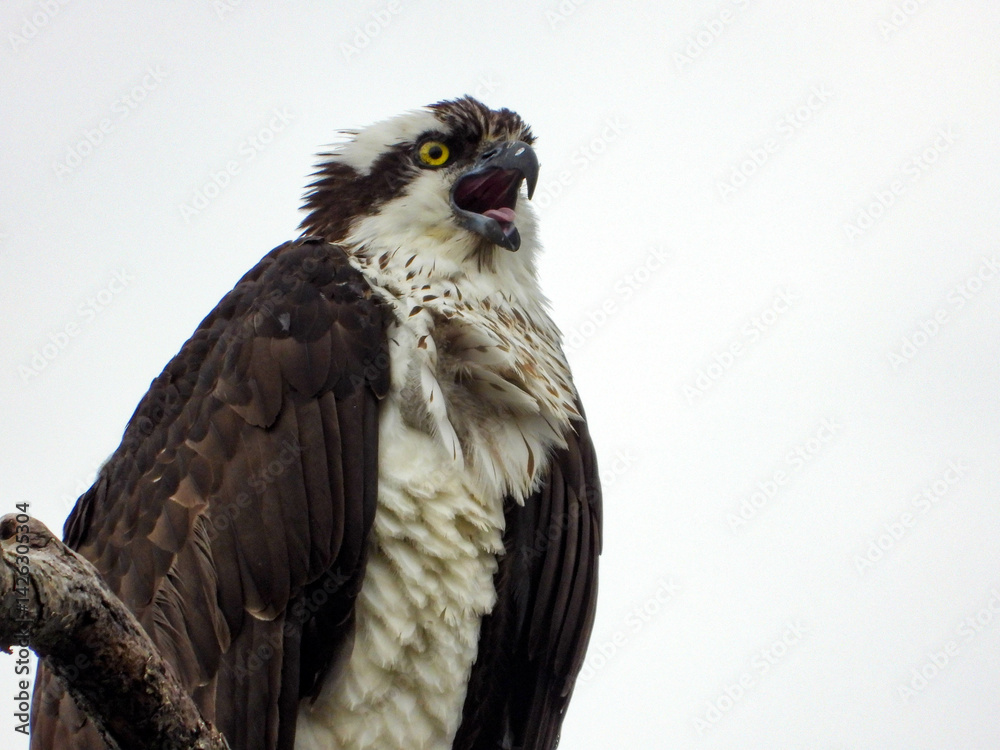 Osprey perched in a tree close to her nest on a rainy Spring day Osprey perched in a tree close to her nest on a rainy Spring day