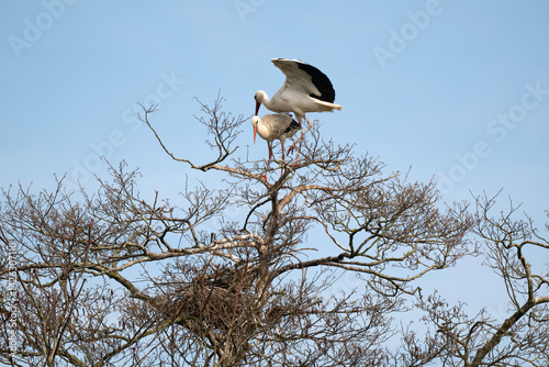 Cigogne blanche, nid,.Ciconia ciconia, White Stork