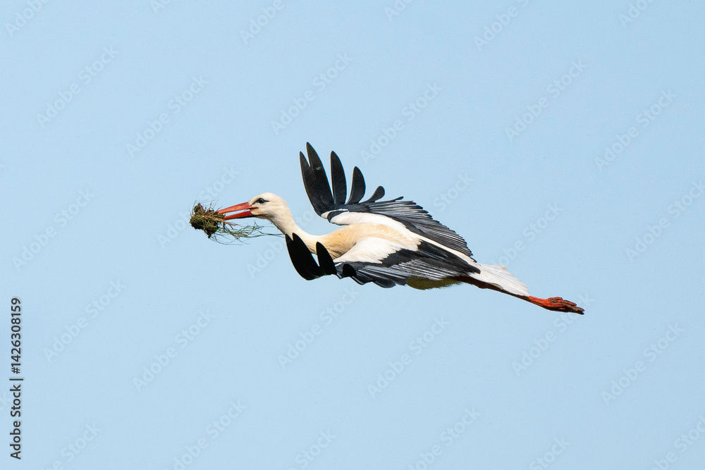 Obraz premium Cigogne blanche, .Ciconia ciconia, White Stork,