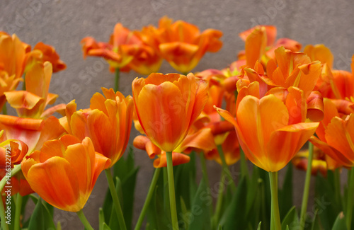 Field of  orange tulips blooming  with bright color in winter season
