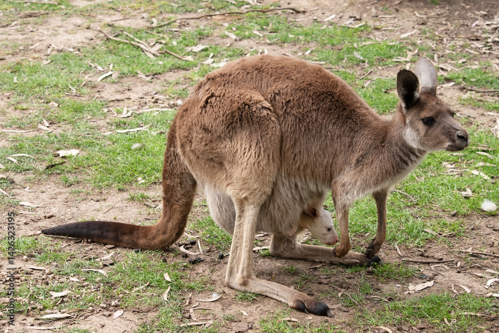 the western grey kangaroo has an albino joey in its pouch the western grey kangaroo has an albino joey in its pouch