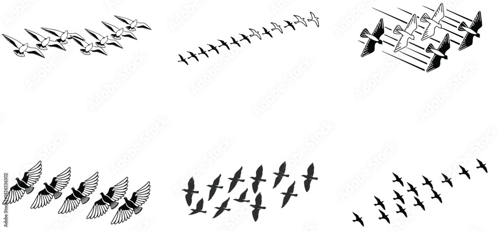 Fototapeta premium Pigeon racing flying in a row silhouette black vector art set design