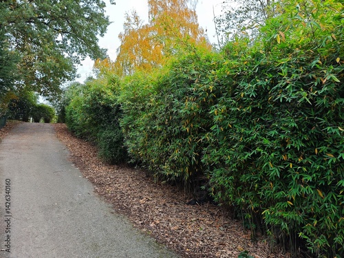 Garden Walkway Lined with Dense Bamboo
