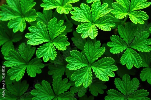 Intricate parsley leaf pattern, vibrant green hues , summer, green