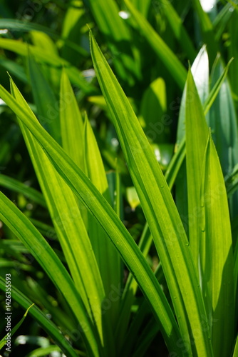 Close up image of pandanus amaryllifolius trees photo