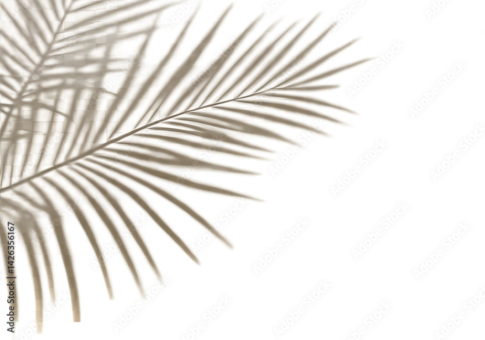 Fototapeta premium Realistic shadow overlay effect. Natural palm leaf shadows isolated on transparent background. Tropical coconut branch shade, foliage silhouette decoration. Design element for summer spring projects