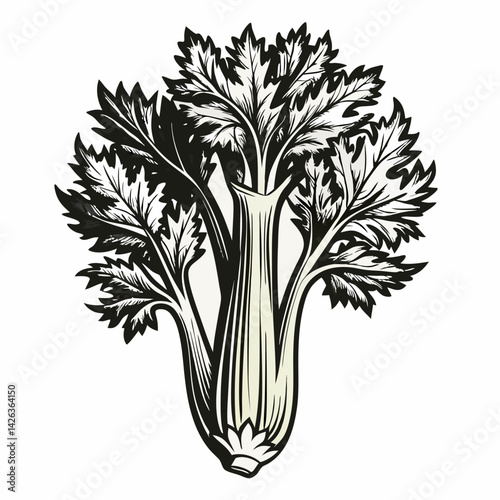 Vintage Celery Illustration Detailed Botanical Sketch of Celery Stalks and Leaves
