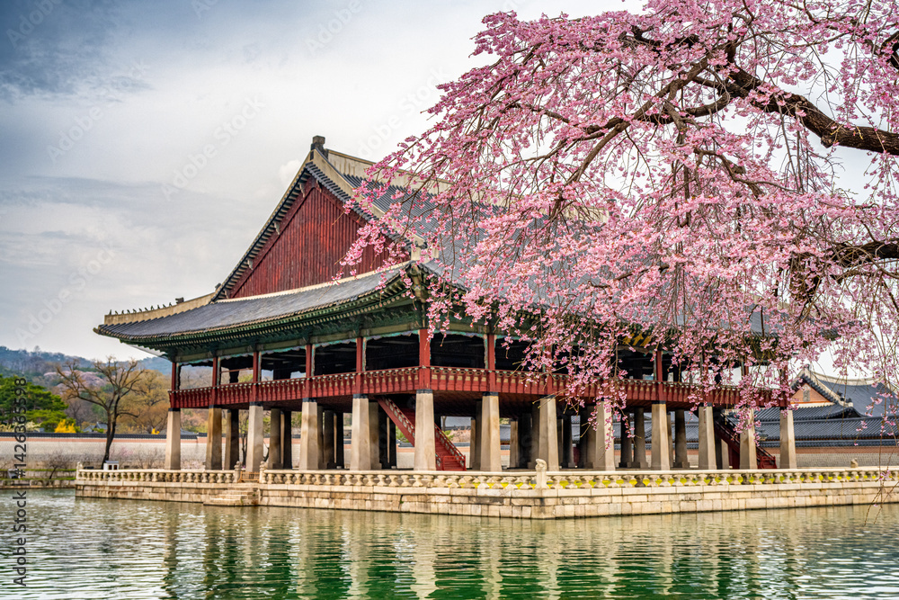 cherry blossom in the palace, Seoul, South Korea.
