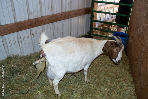 Goat in delivery stage of birthing