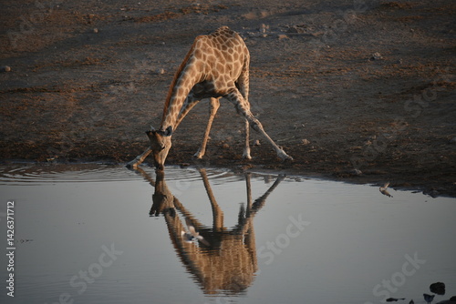 Photography giraffe drinking water