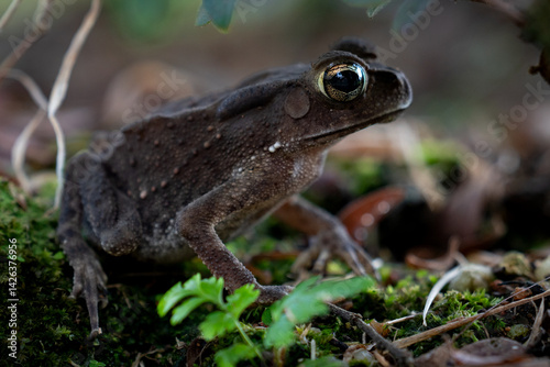 A close-up of a curious toad, its golden eyes glistening, surrounded by earthy tones of soil, leaves, and green blades.