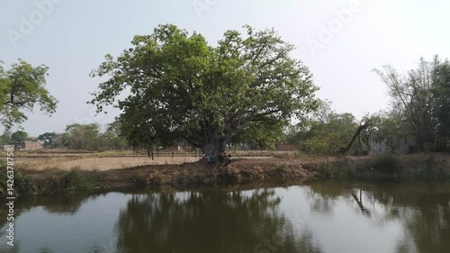 Village Kids Swinging by Pond, Banyan Tree by Rural Pond, Chhattisgarh Village Life, Children Playing Near Water, Traditional Indian Village Scene, Nature and Childhood Fun stock video.

 photo