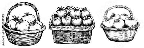 Collection of hand-drawn baskets filled with fresh tomatoes showcasing organic produce