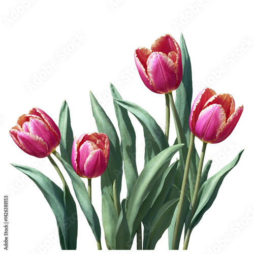 Bunch of tulips with vibrant leaves cut outs watercolor art illustration transparent background isolated png stock