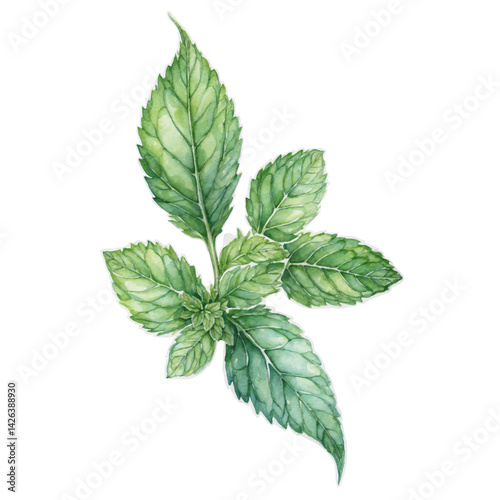 Charming mint leaf design cut out watercolor art illustration transparent background isolated png stock