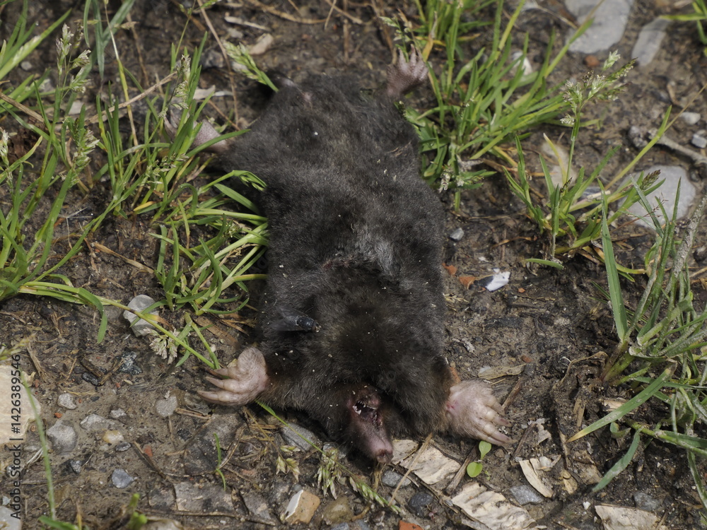 Dead mole close up detail Dead mole close up detail