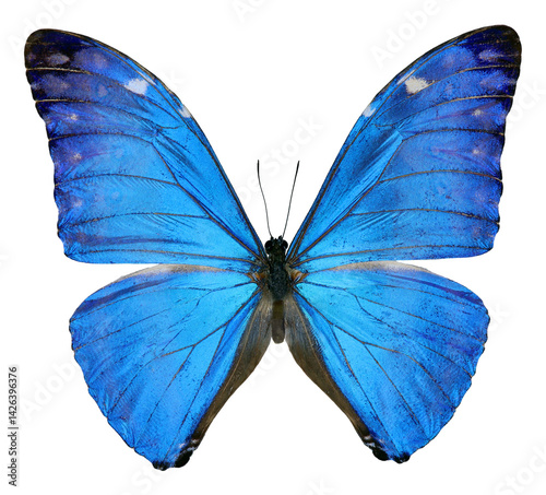 Stunning blue butterfly Morpho adonis displayed on a transparent background