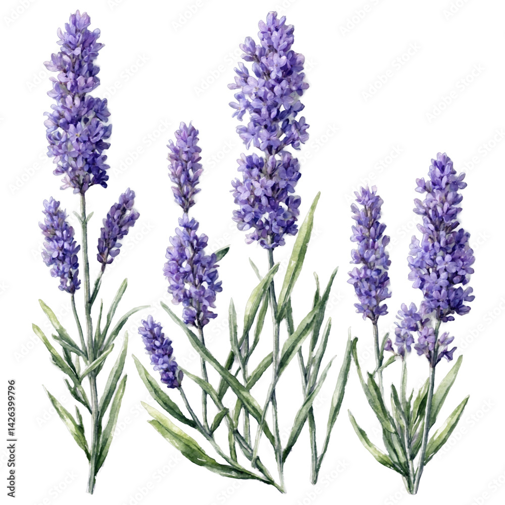 Obraz premium Delicate lavender flowers and leaves isolated watercolor art illustration transparent background isolated png stock