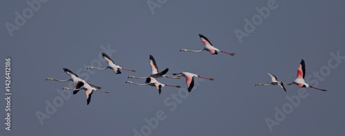 Greater Flamingos (Phoenicopterus roseus), a group in flight together, Blackbuck National Park at Velavadar, Gujarat, India.