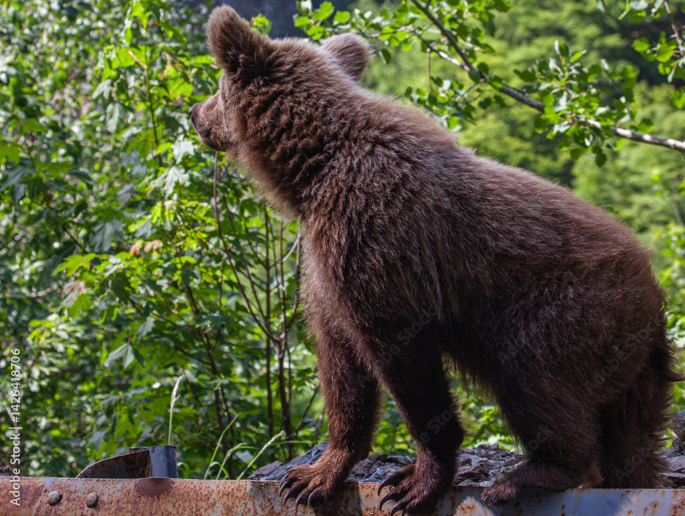 Obraz premium Wild bear in Romania