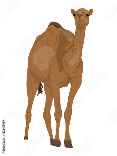 Dromedars camels Camelus dromedarius. Realistic vector animals
