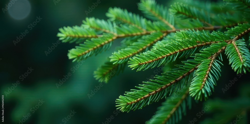 Fototapeta premium Dense coniferous branch arrangement with subtle leaf patterns, texture, foliage