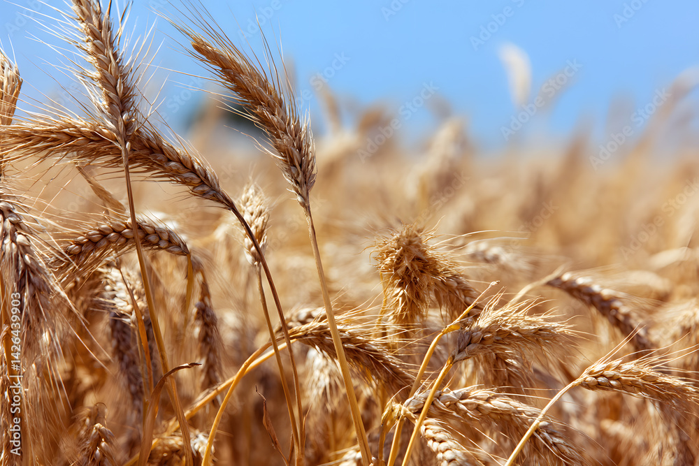 Obraz premium Golden mature wheat heads close-up bathed in warm sunlight with soft blue sky overhead in agricultural field