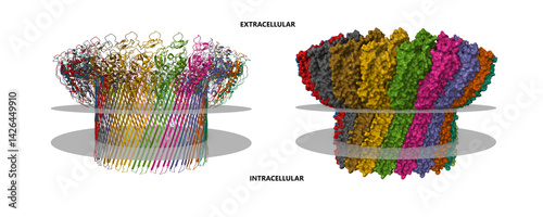 Complement component polyC9. 3D cartoon and molecular surface models, pdb 6dlw, putative membrane shown, chain id color scheme
