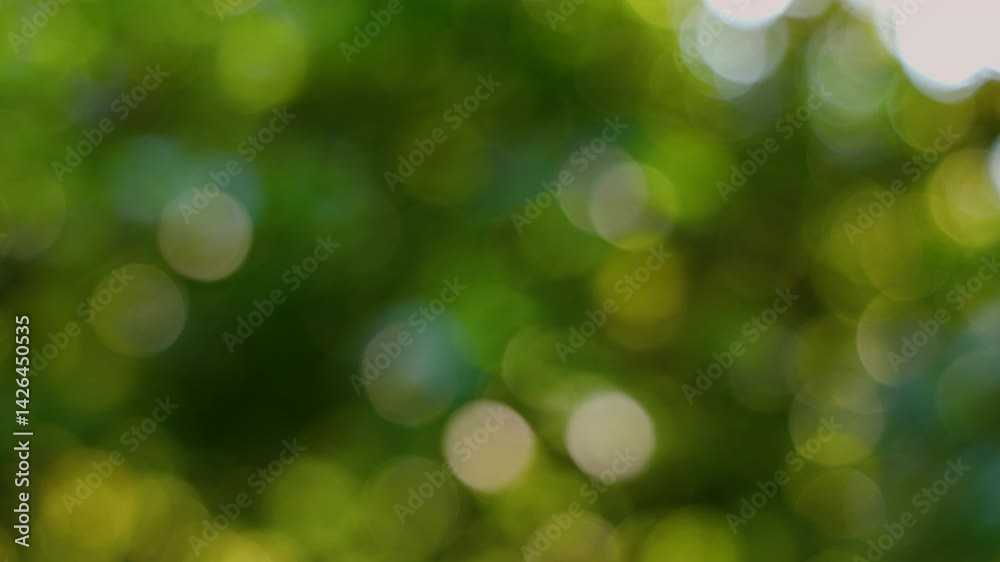 Video Abstract Bokeh Background of Lush Green Leaves Video Abstract Bokeh Background of Lush Green Leaves