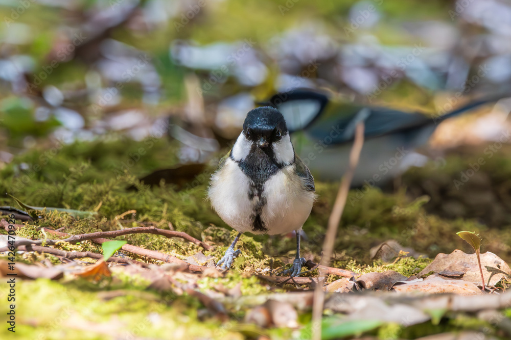 Obraz premium 苔の上に佇むシジュウカラ