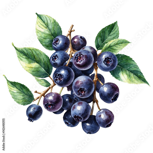 Huckleberry fruit with branches and some leaves watercolor art illustration transparent background isolated png stock