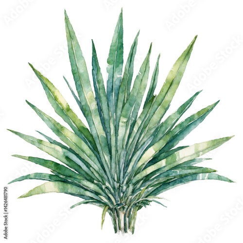 Light green pandanus leaves cut out for tropical decoration watercolor art illustration transparent background isolated png stock