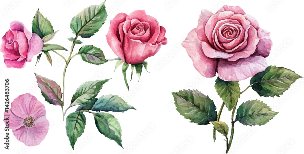 Fototapeta premium vector illustration of rose