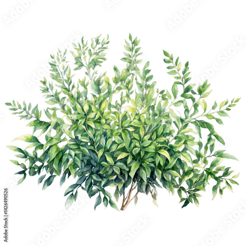 Stylized garden greenery bush cut outs watercolor art illustration transparent background isolated png stock