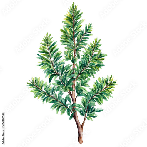 Stylized green shrubbery cut out images watercolor art illustration transparent background isolated png stock